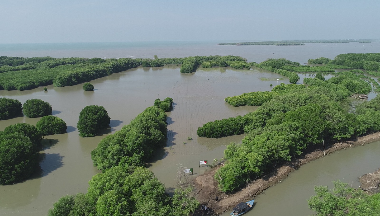 Penanaman Mangrove